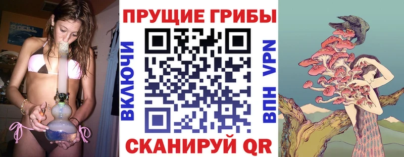 Псилоцибиновые грибы Psilocybe  блэк спрут ссылка  Шлиссельбург 